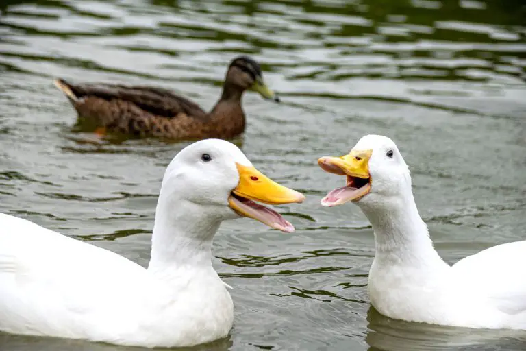 Do ducks have teeth and other questions