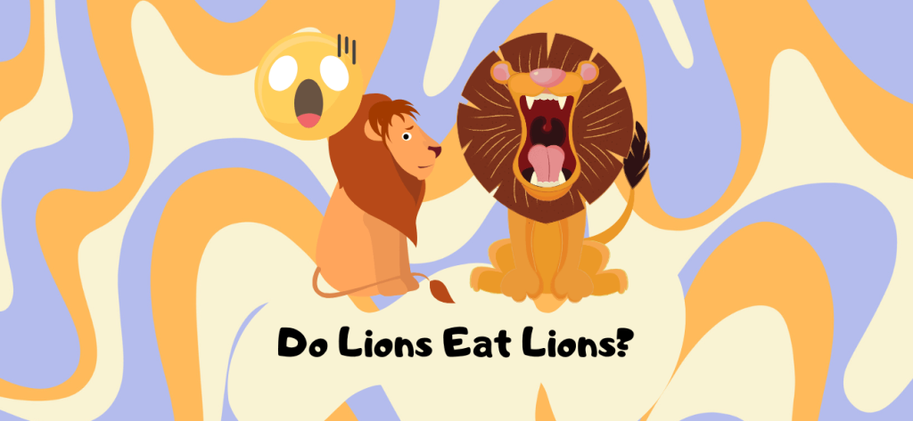 do lions eat lions