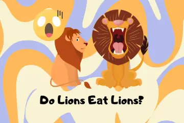 do lions eat lions