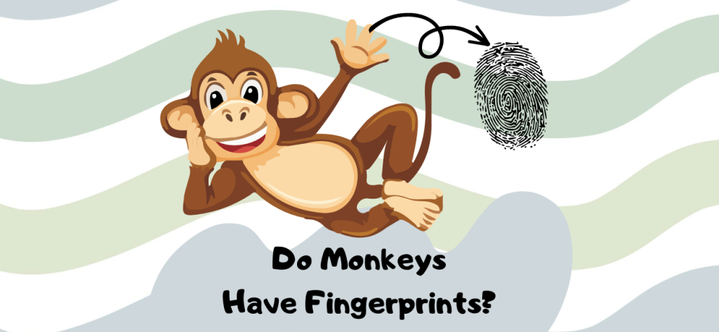 do monkeys have fingerprints