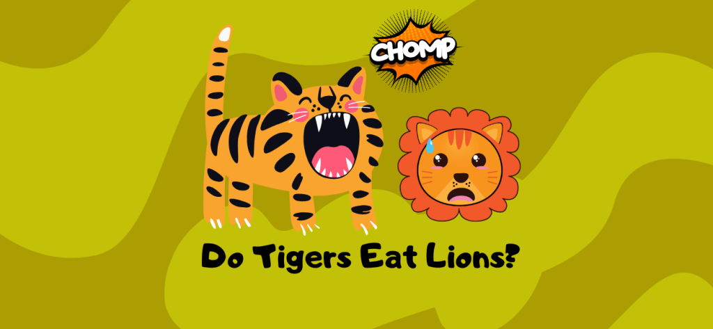 do tigers eat lions