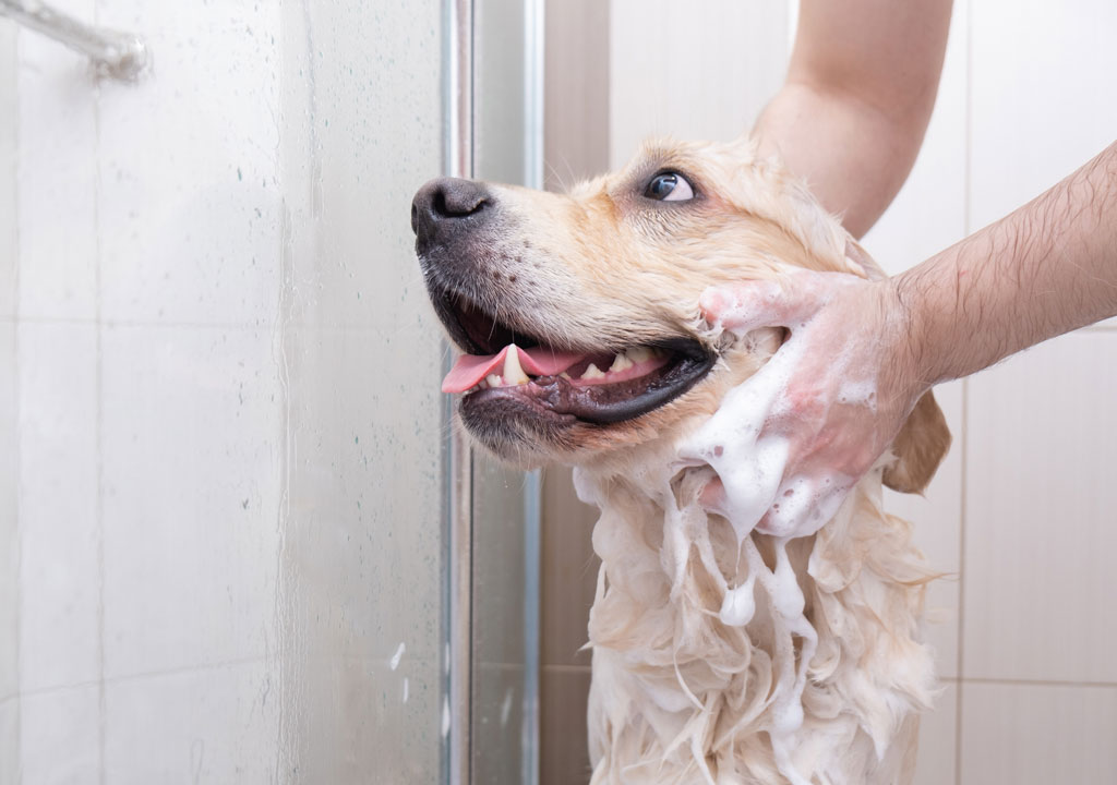 A Golden Retriever in the bath with a person washing its head with shampoo