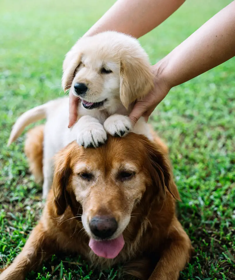 Golden Retriever puppy and adult