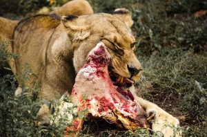 do lions eat other lions