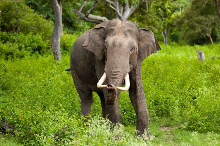 A male Indian elephant with tusks