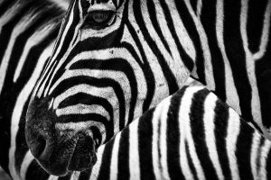 are zebras mean