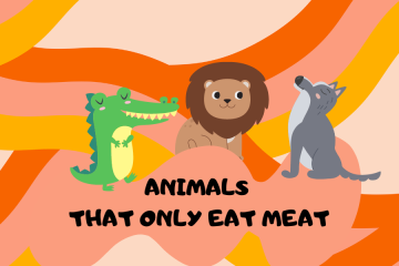 Animals that only eat meat