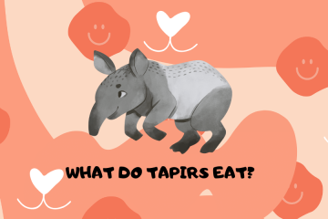 What do tapirs eat