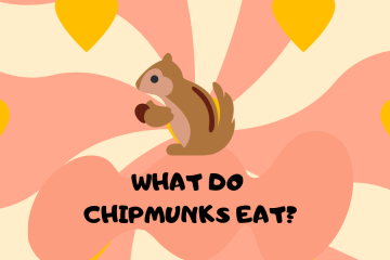What do chipmunks eat