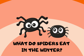 what do spiders eat in the winter