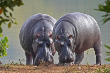 are hippos herbivores