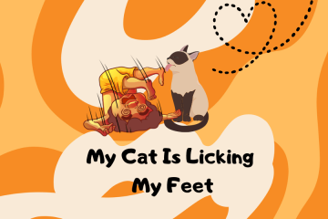 why is my cat licking my feet