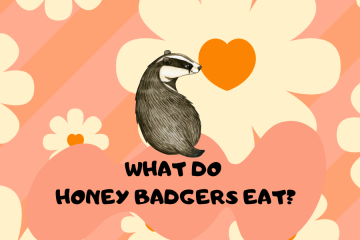 what do honey badgers eat
