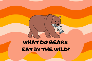 What Do bears eat in the wild