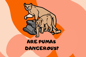 are pumas dangerous