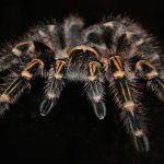 are tarantulas good pets