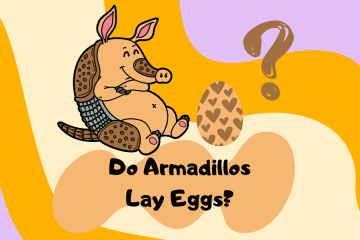 do armadillos lay eggs - surprising facts