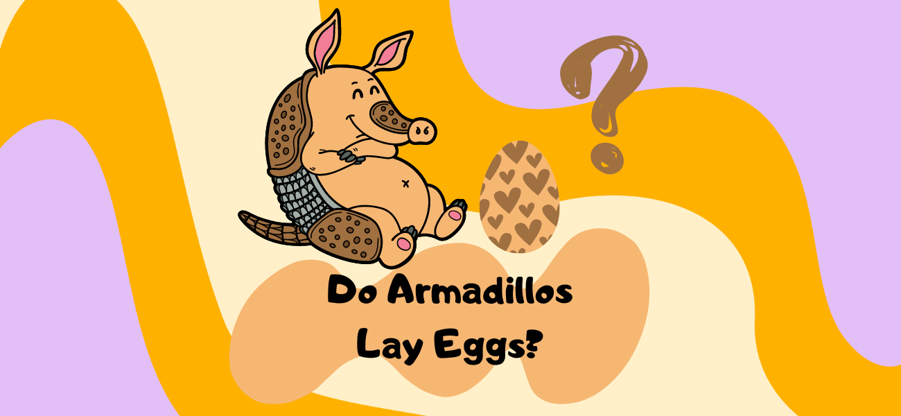 do armadillos lay eggs - surprising facts