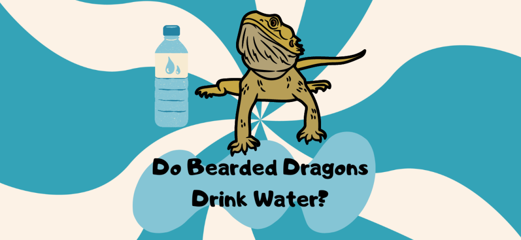 do bearded dragons drink water