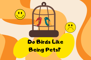 do birds like being pets