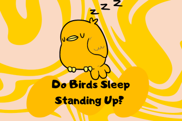 do birds sleep standing up