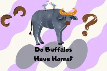 do buffalos have horns