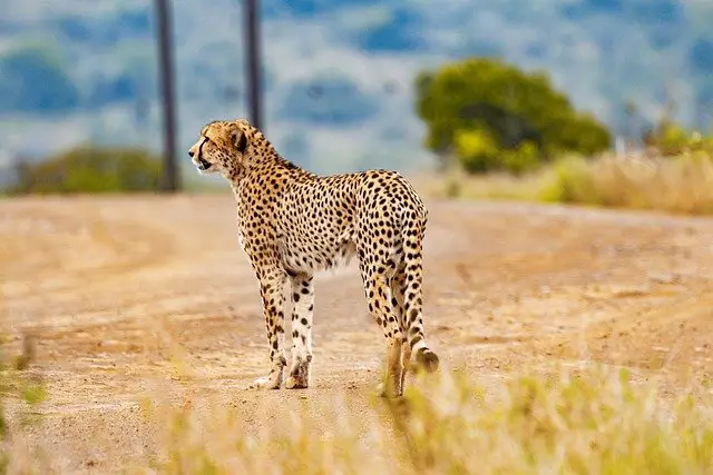 do cheetahs attack humans
