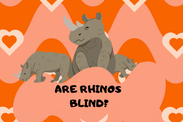 are rhinos blind