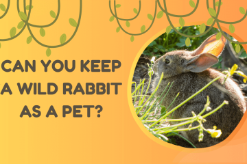 can you keep a wild rabbit as a pet