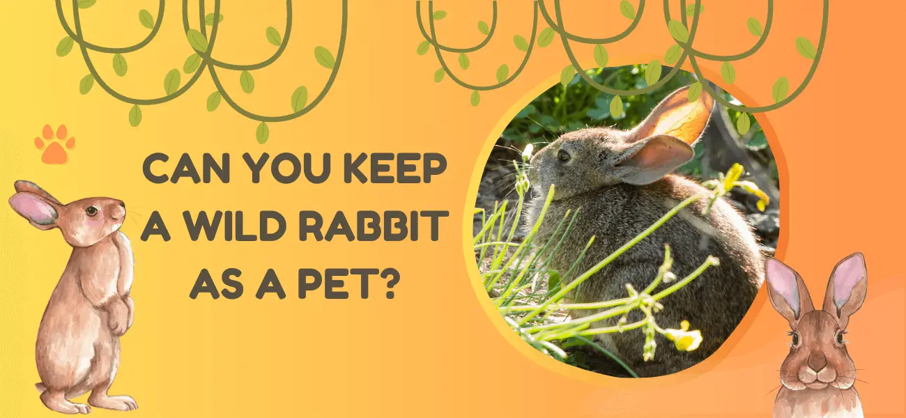 can you keep a wild rabbit as a pet