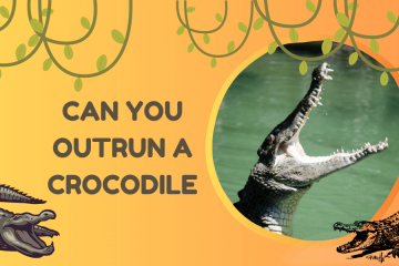 can you outrun a crocodile (explained)