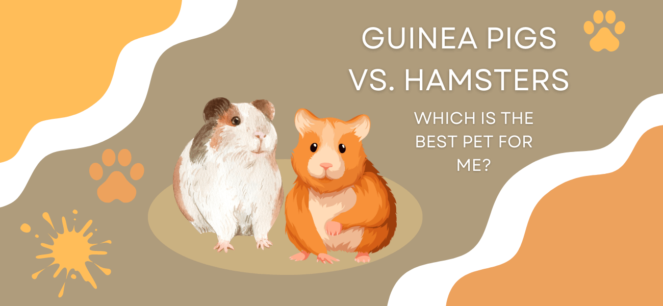 choosing between guinea pigs and hamsters