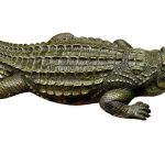 different types of crocodiles