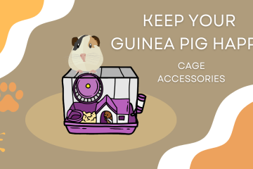 different cage accessories to keep your guinea pig happy