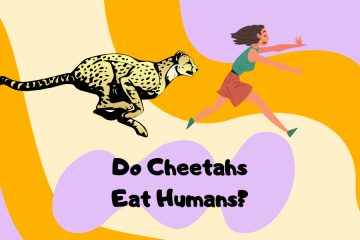 do cheetahs eat humans
