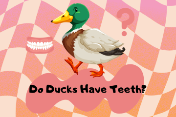 do ducks have teeth
