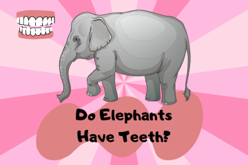 do elephants have teeth