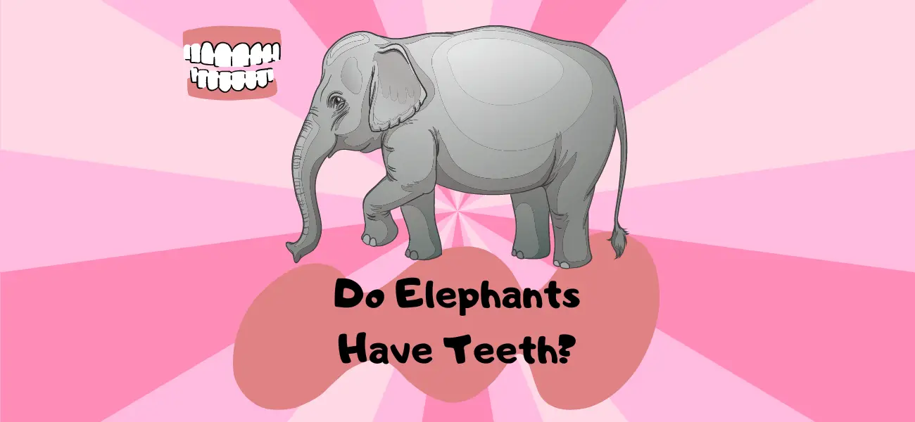 do elephants have teeth