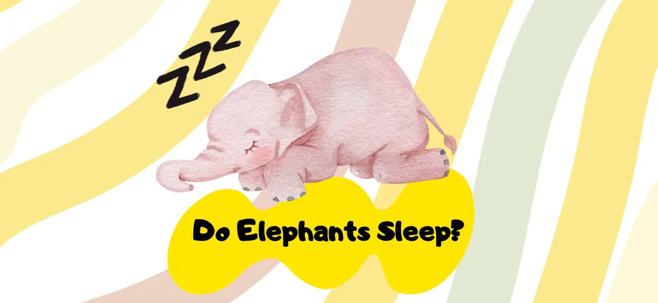 do elephants sleep