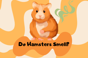 do hamsters smell
