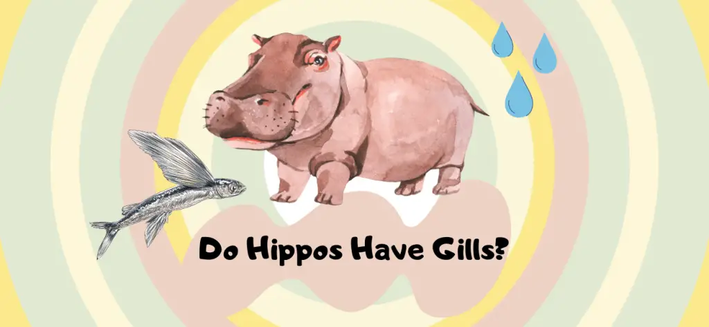do hippos have gills