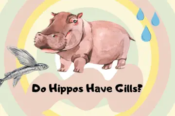 do hippos have gills