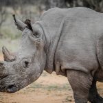 are rhinos bilnd