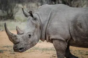 are rhinos bilnd