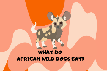 What do african wild dogs eat