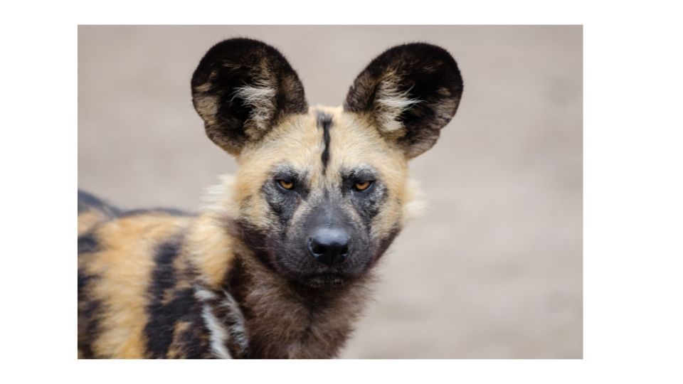 What Do African Wild Dogs Eat? (With Examples)