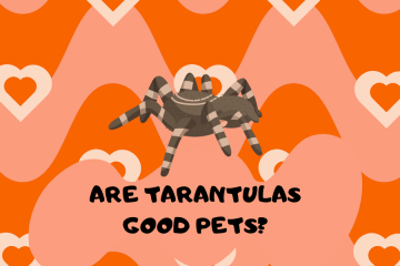 Are Tarantulas Good Pets