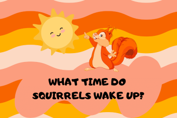 What Time Do Squirrels Wake Up