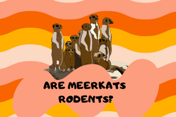 are meerkats rodents