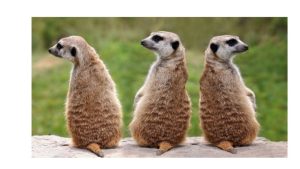 are meerkats rodents